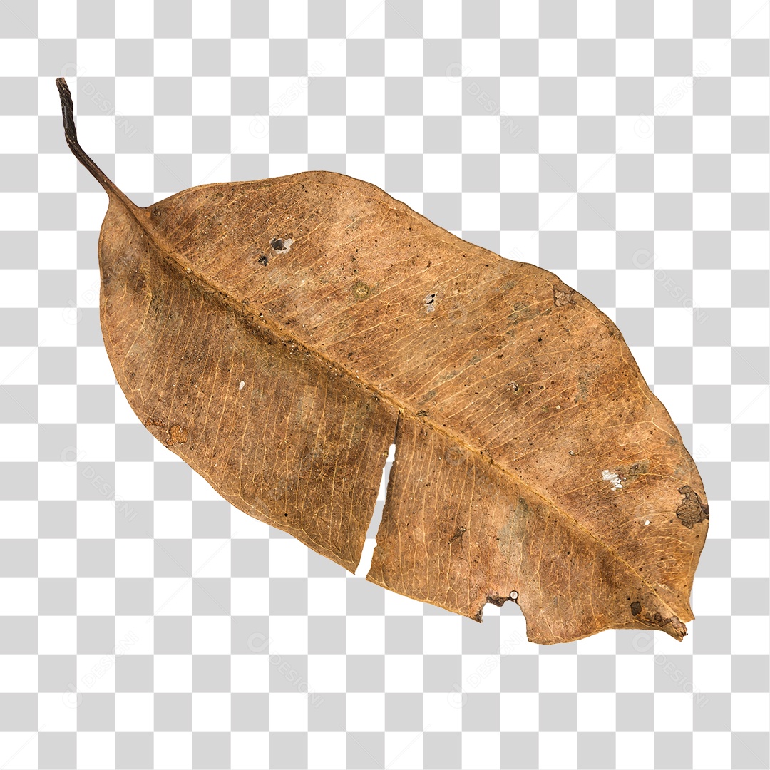 Folha seca de árvore PNG transparente