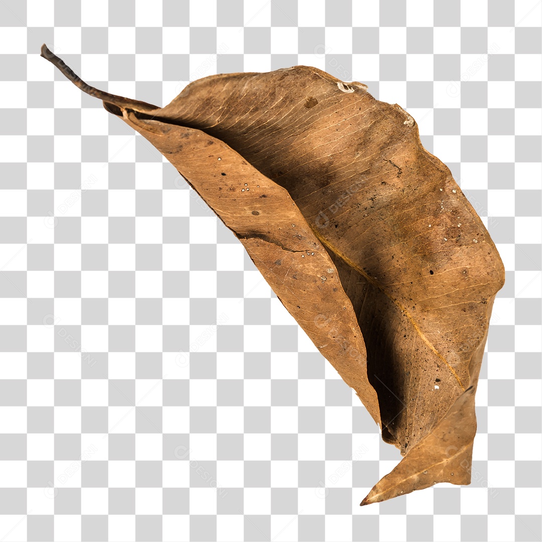Folha seca de árvore PNG transparente