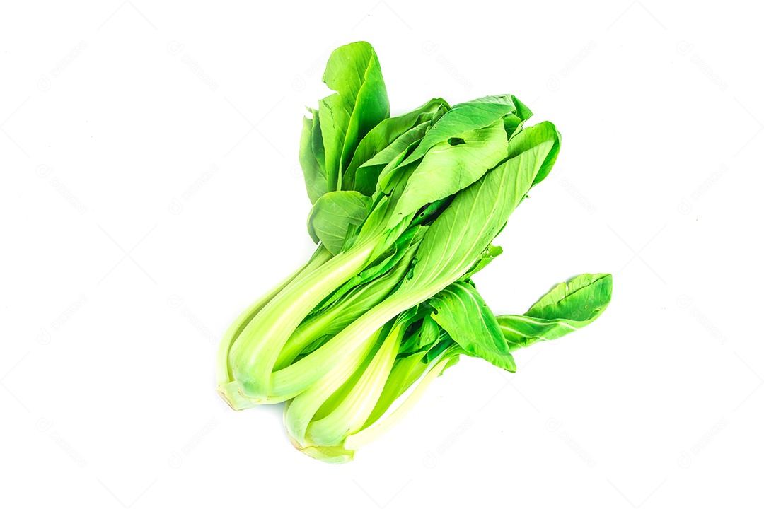 Choy isolado no fundo branco.