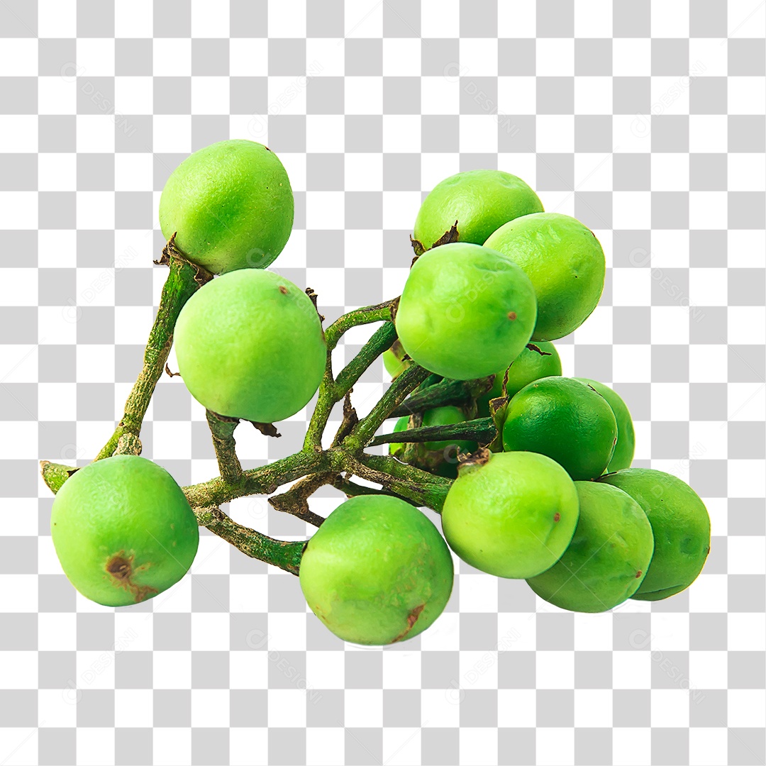 Hortaliças Jurubeba PNG Transparente