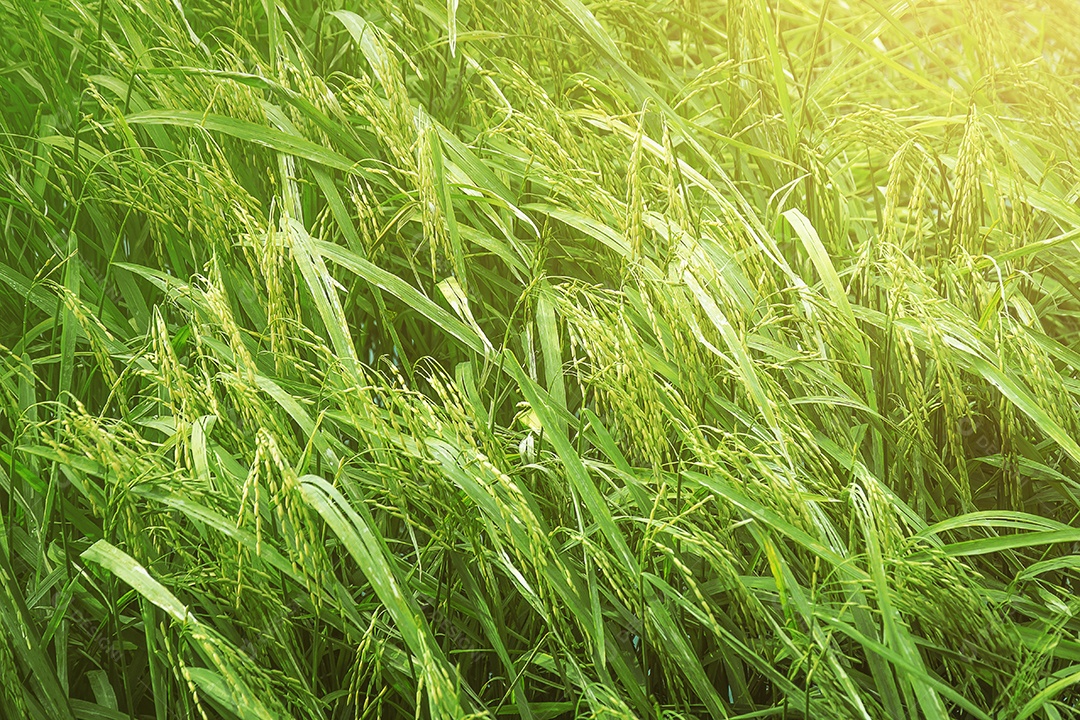 Belo campo de sementes de arroz verde dourado Orelha de arroz