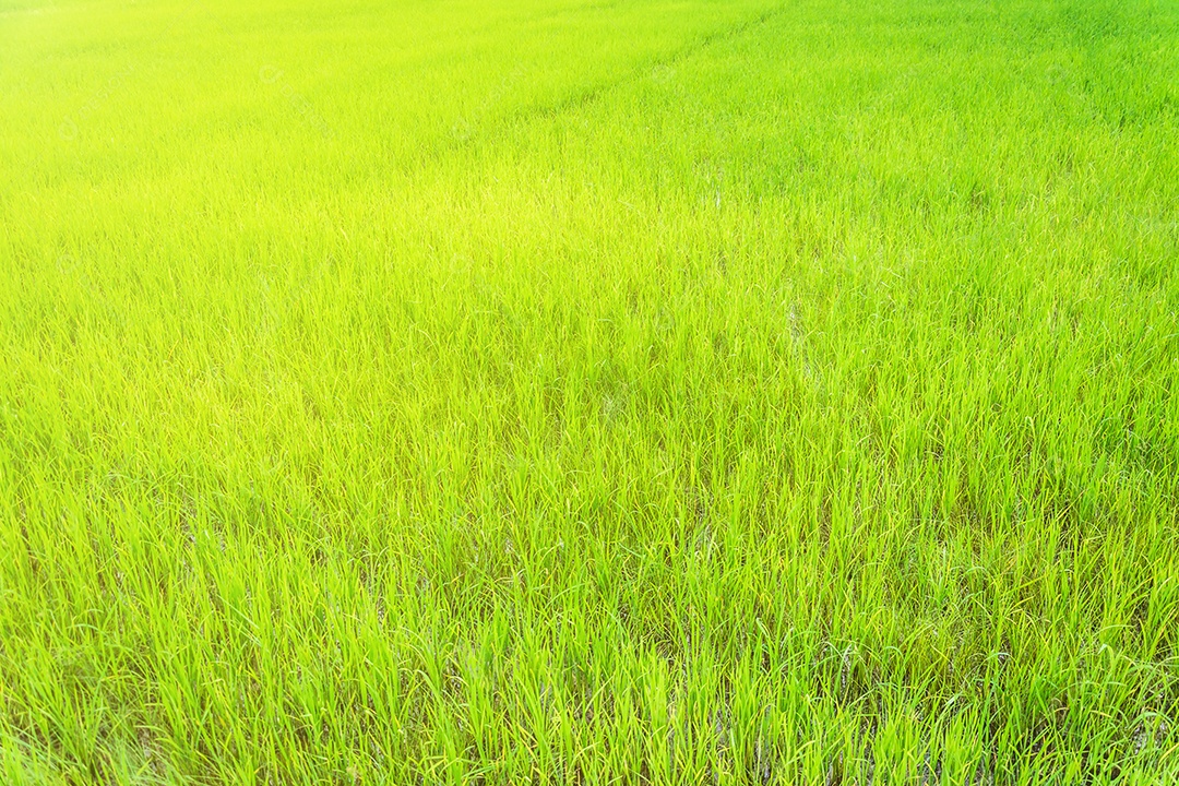 Belo campo de sementes de arroz verde dourado Orelha de arroz