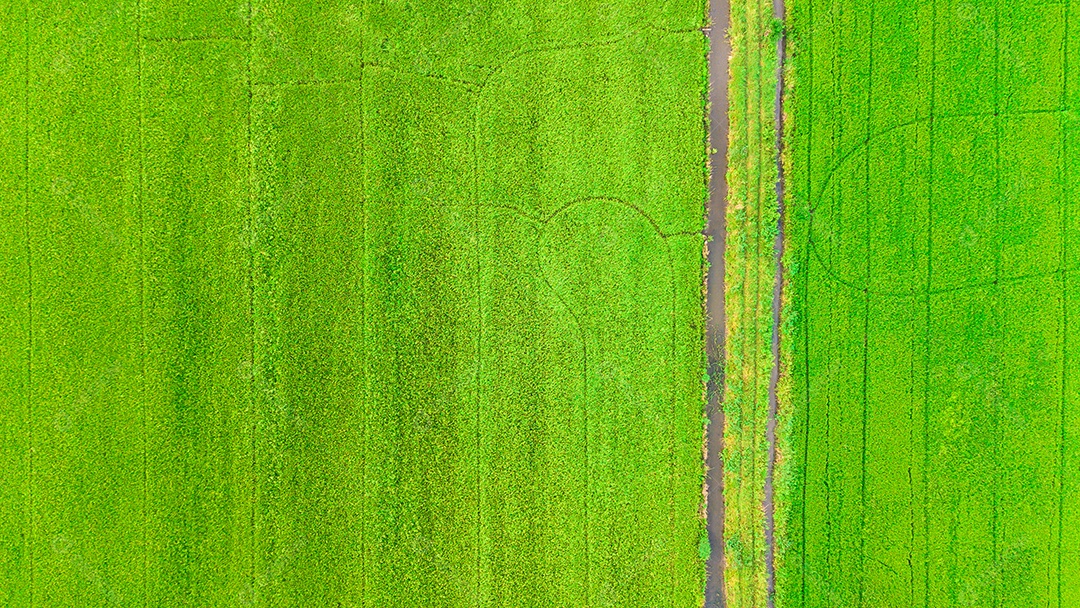 Vista superior Belo campo de sementes de arroz verde dourado Orelha de arroz