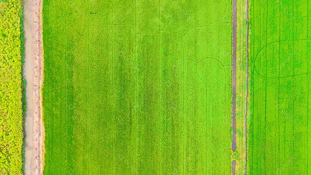 Vista superior Belo campo de sementes de arroz verde dourado Orelha de arroz