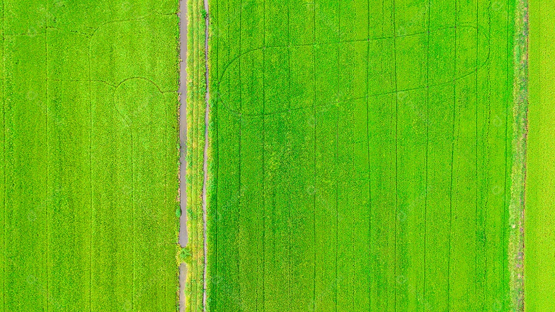 Vista superior Belo campo de sementes de arroz verde dourado Orelha de arroz