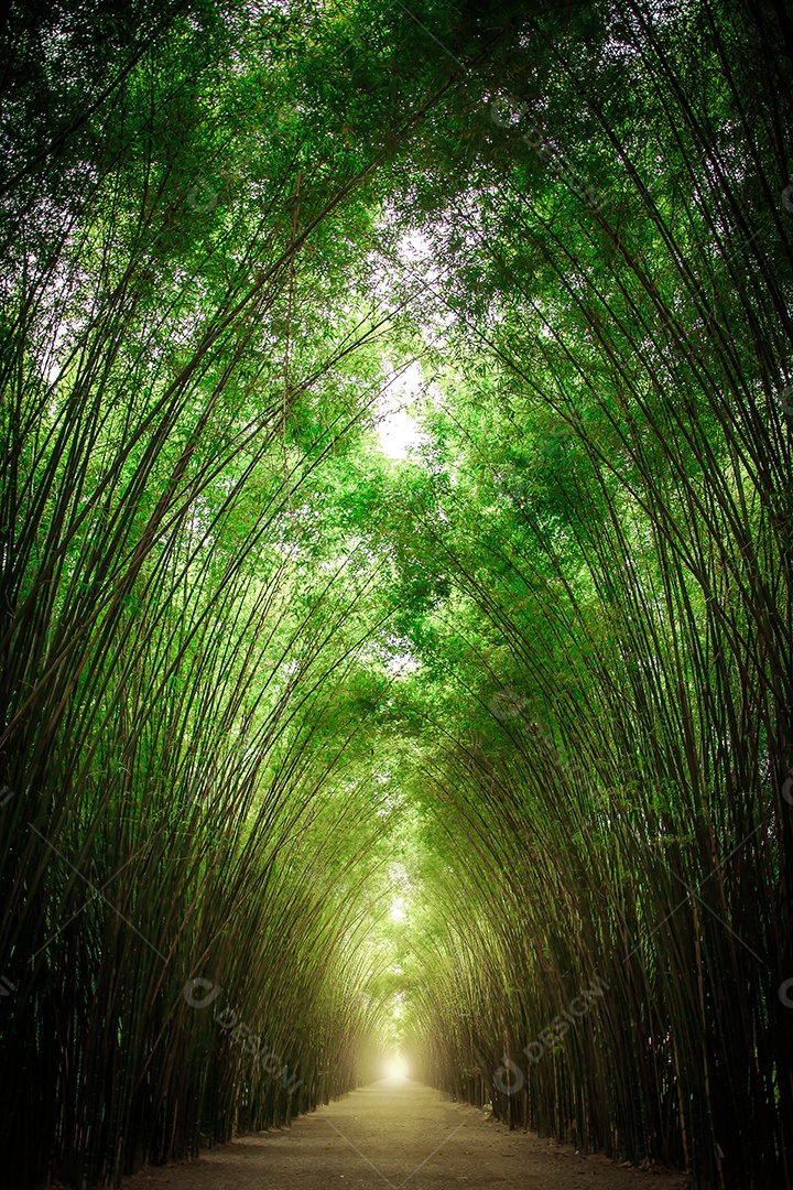 Caminho ladeado por dois lados sem floresta de bambu.