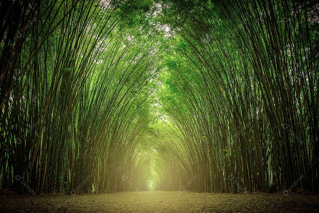 Caminho ladeado por dois lados sem floresta de bambu.