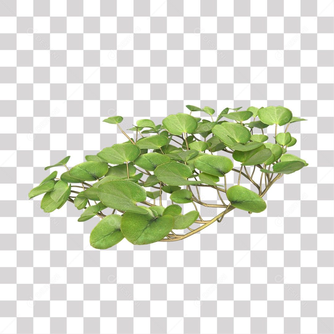 Árvore de folha verde, planta PNG Transparente