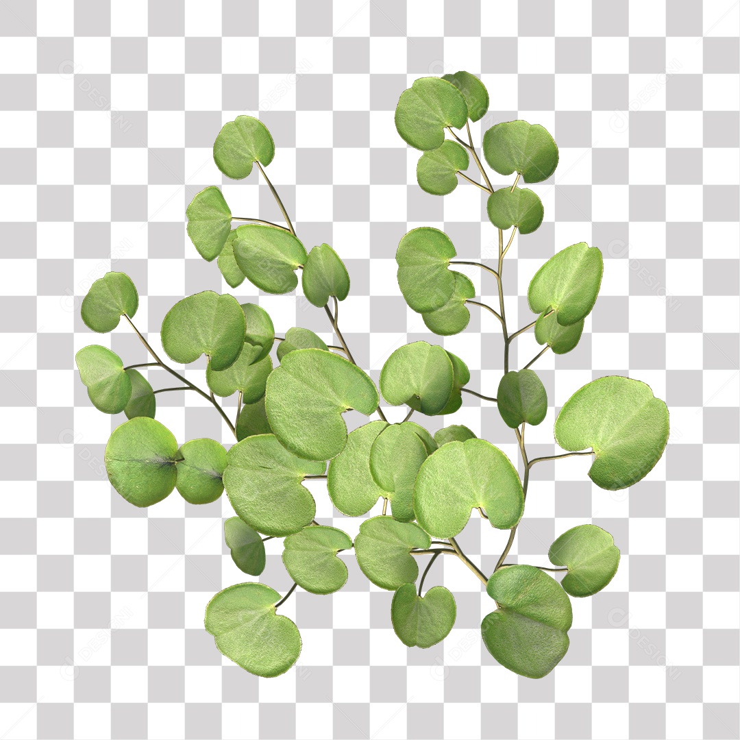 Árvore de folha verde, planta PNG Transparente