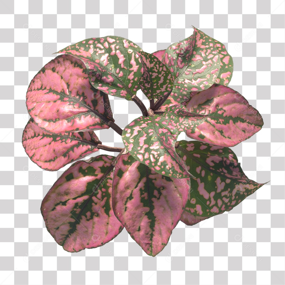Planta Folhas Colorida PNG Transparente