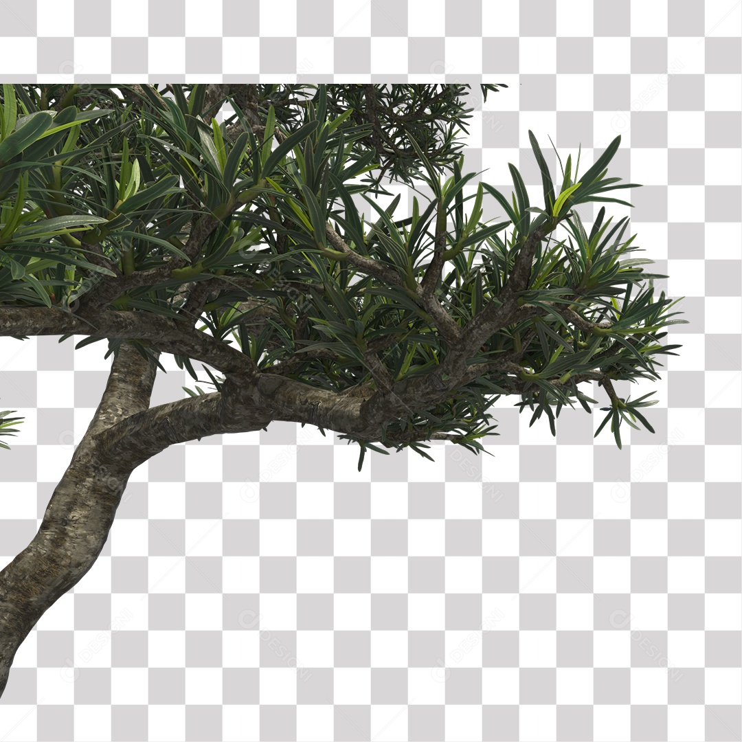 Árvore de folha verde, planta PNG Transparente