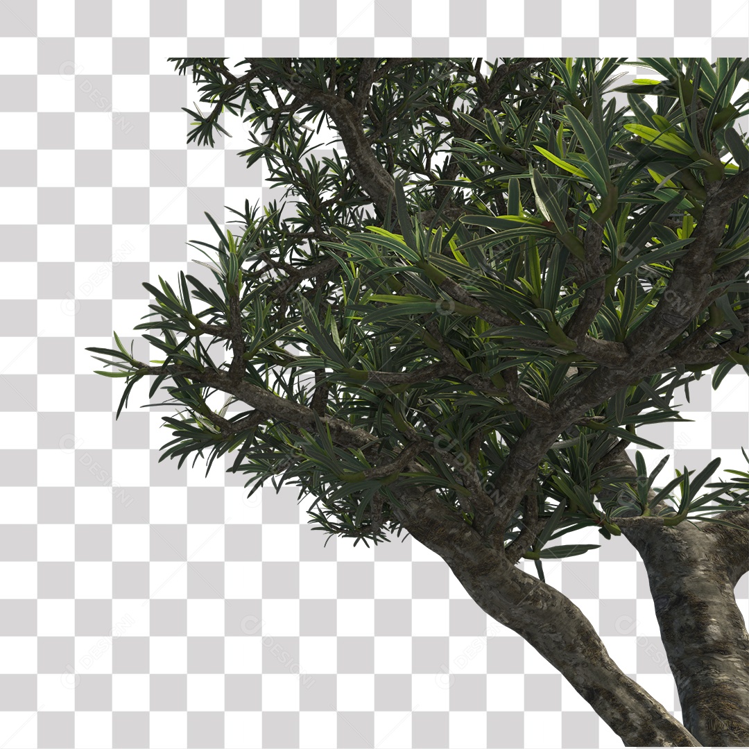 Árvore de folha verde, planta PNG Transparente