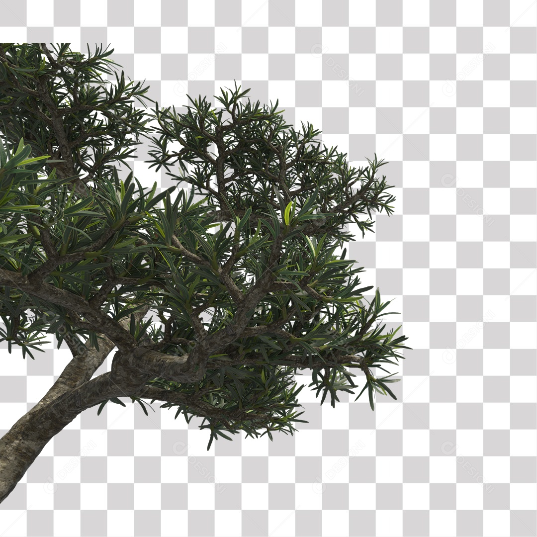 Árvore de folha verde, planta PNG Transparente