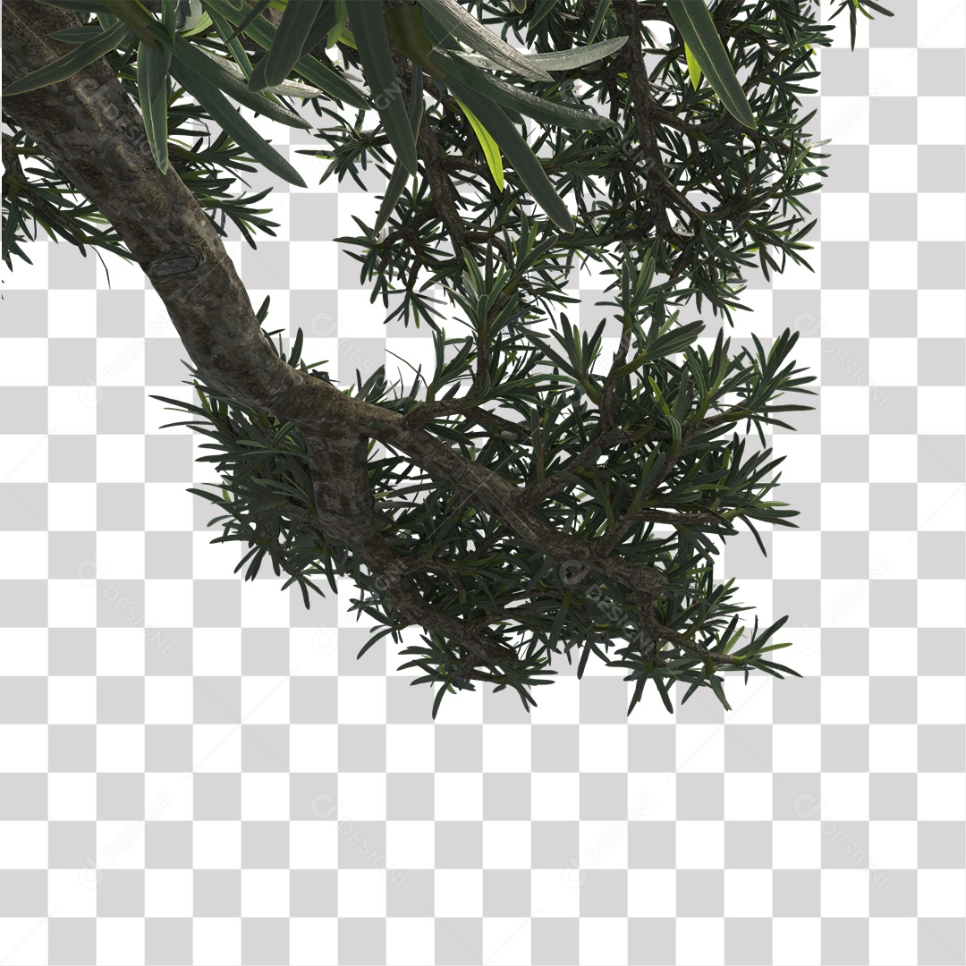 Árvore de folha verde, planta PNG Transparente