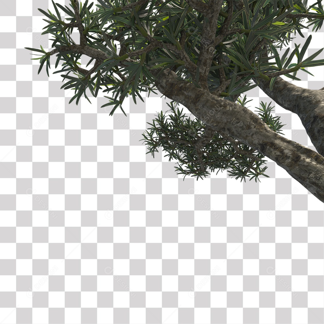 Árvore de folha verde, planta PNG Transparente