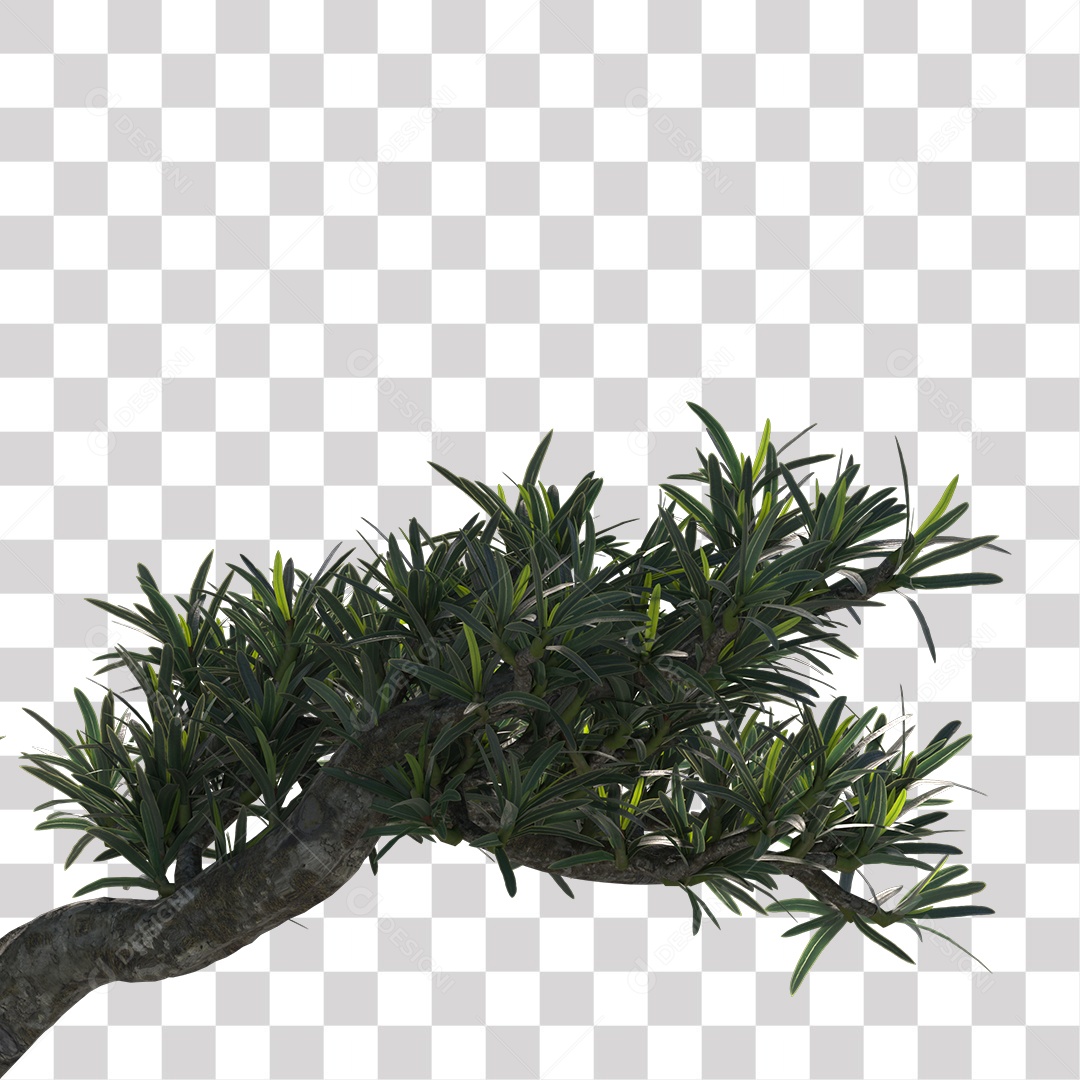 Árvore de folha verde, planta PNG Transparente