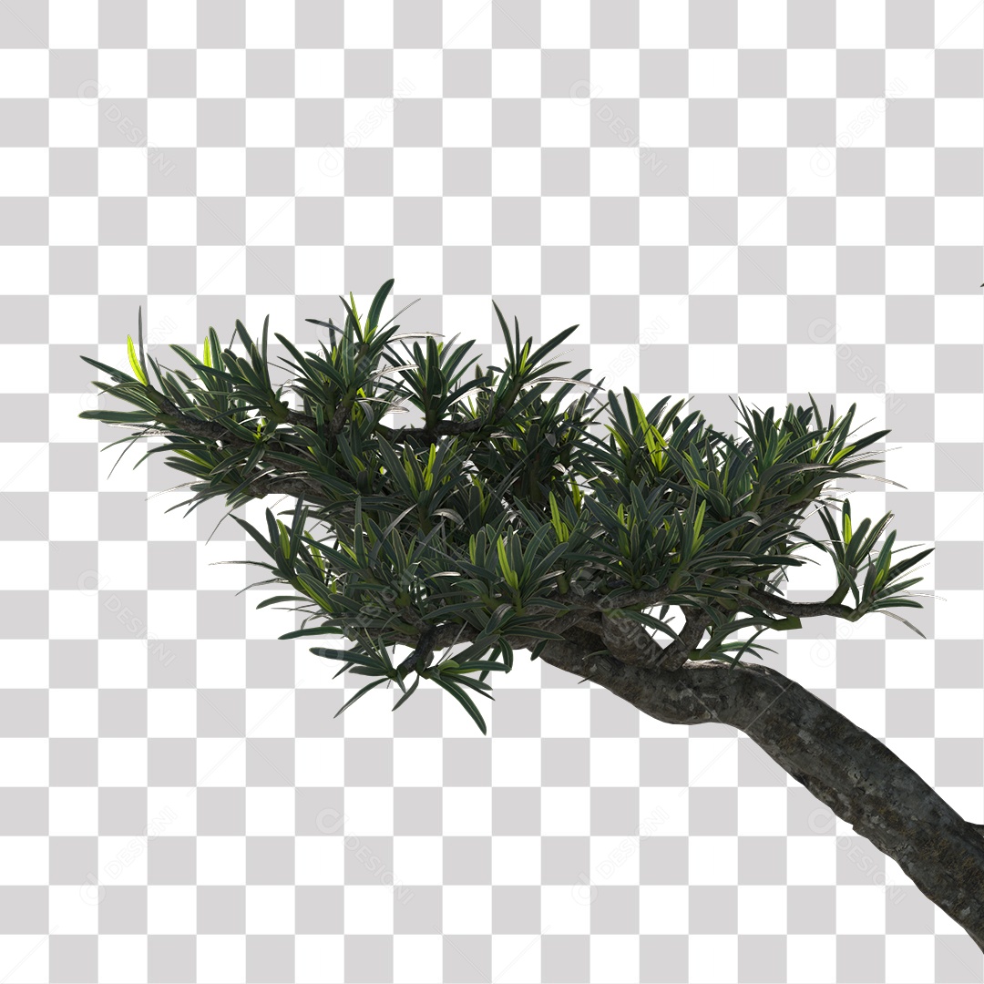 Árvore de folha verde, planta PNG Transparente