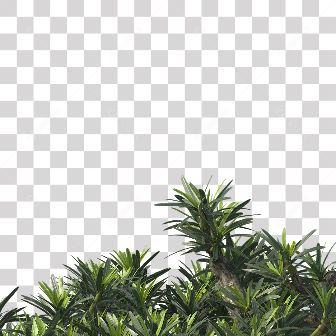 Árvore de folha verde, Planta, Cenário PNG Transparente