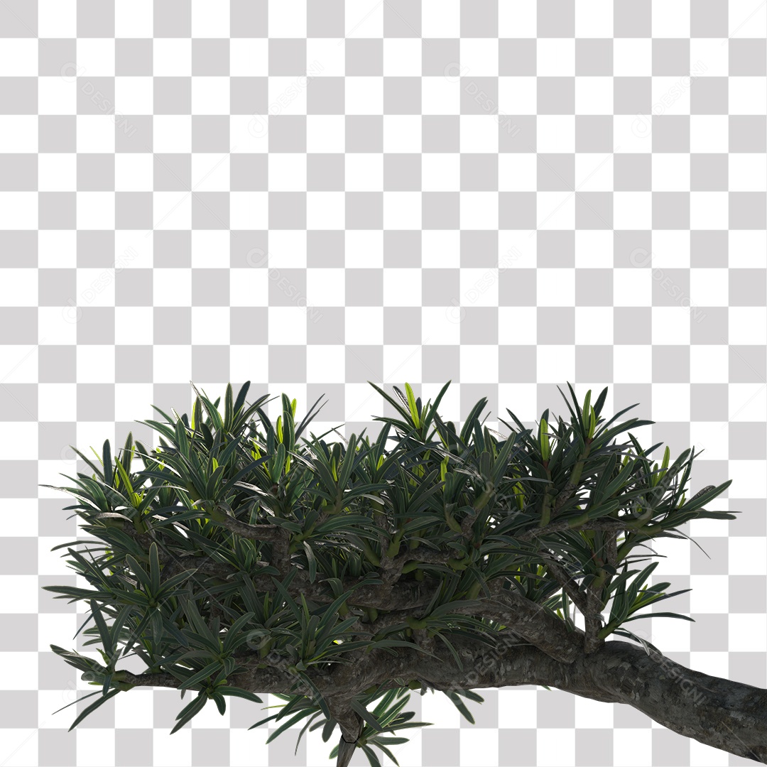 Árvore de folha verde, Planta, Cenário PNG Transparente