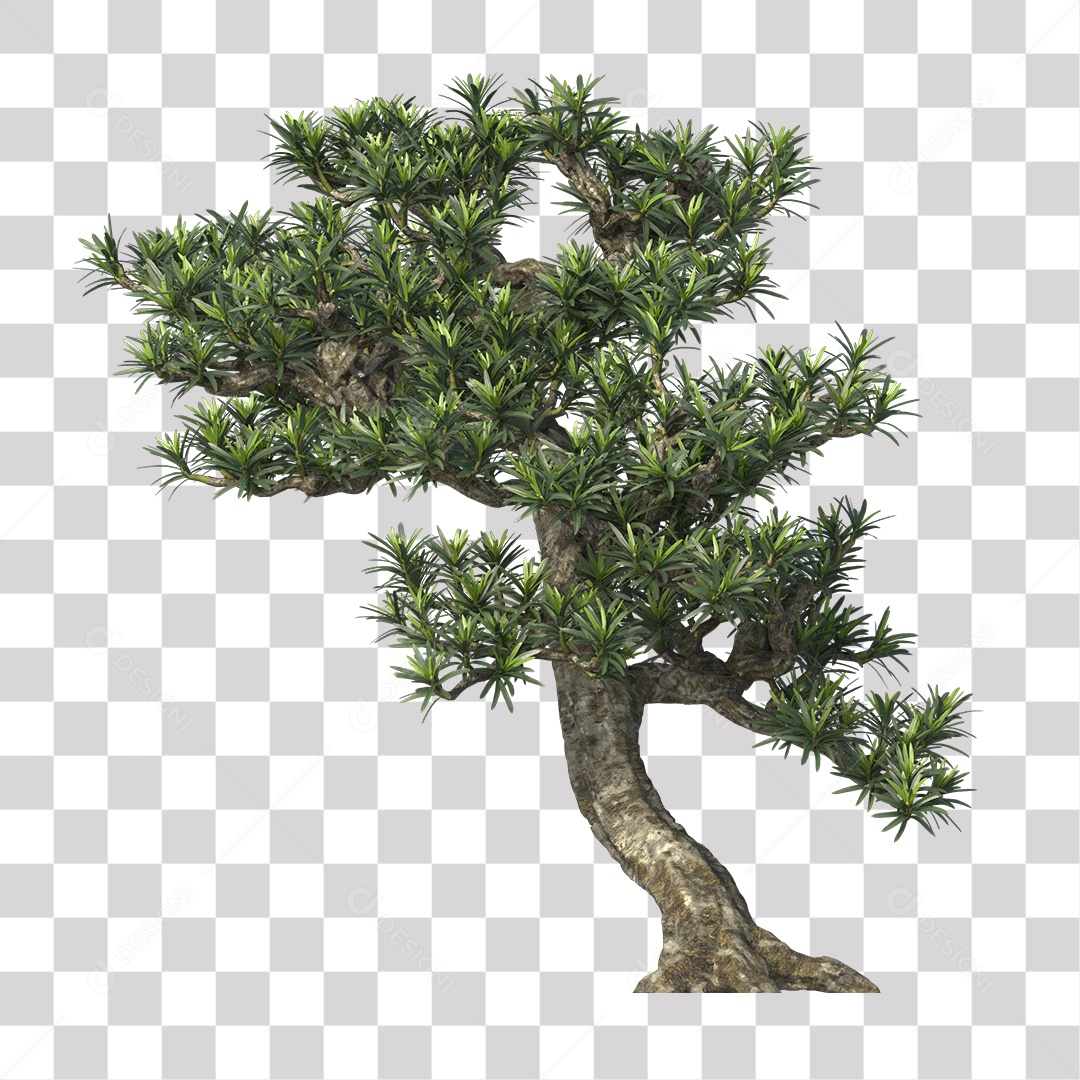 Árvore de folha verde, Planta, Cenário PNG Transparente