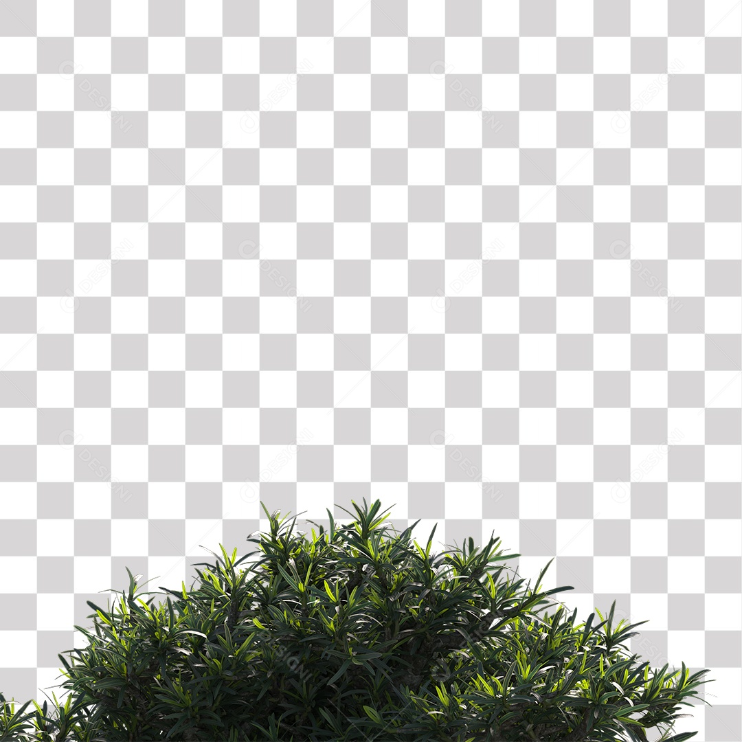 Árvore de folha verde, Planta, Cenário PNG Transparente