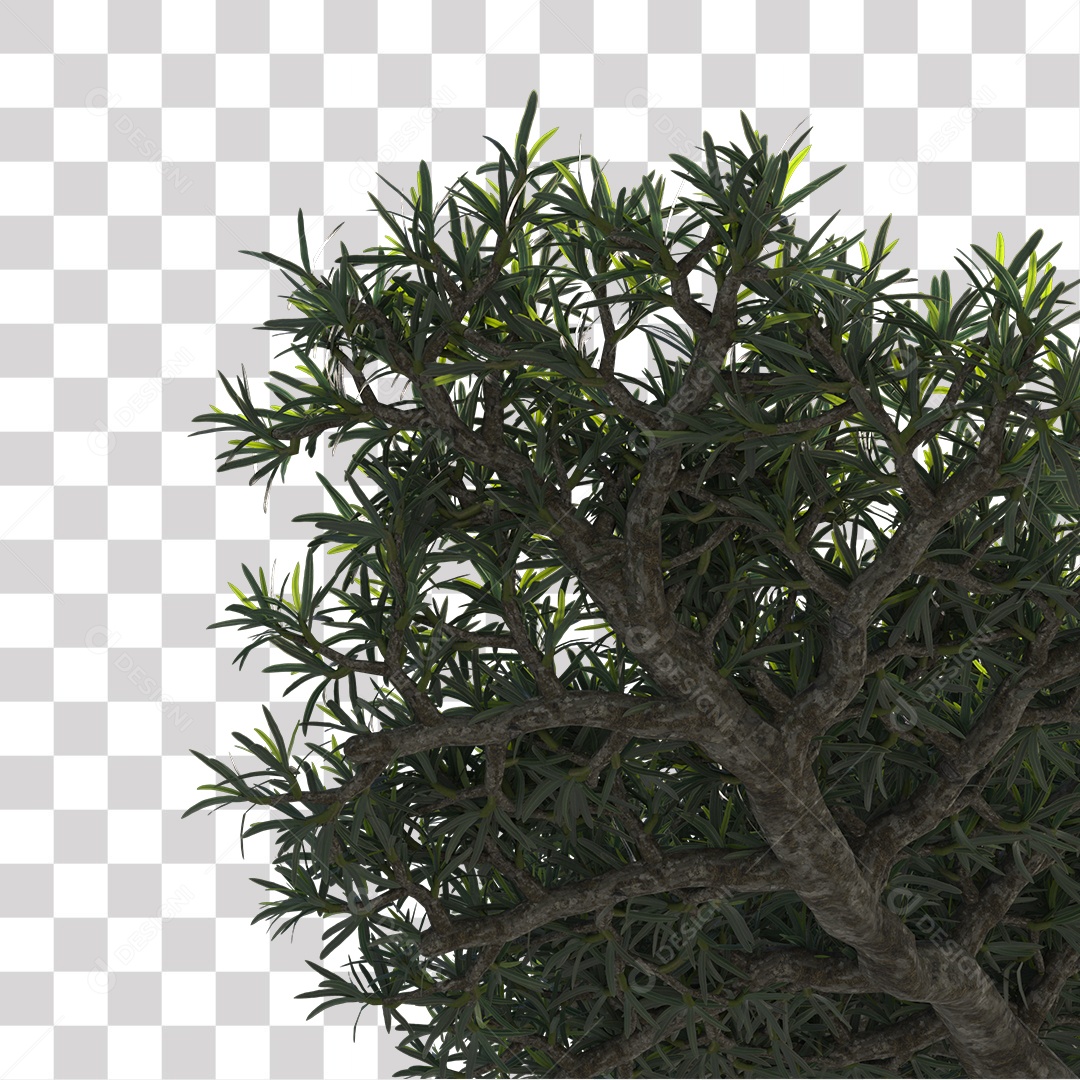 Árvore de folha verde, Planta, Cenário PNG Transparente