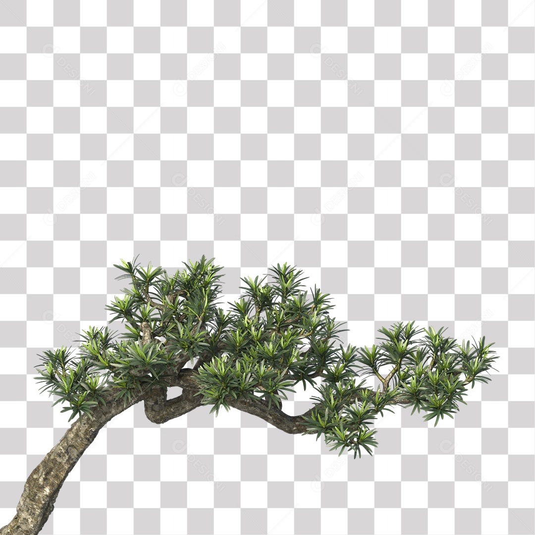 Árvore de folha verde, Planta, Cenário PNG Transparente