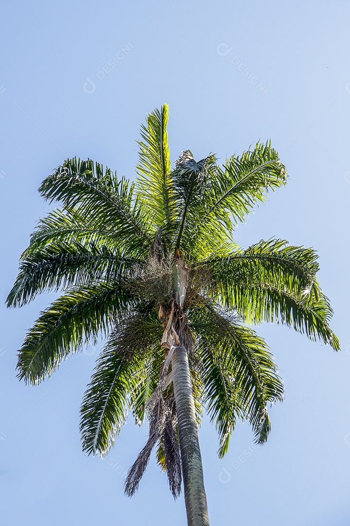 palmeira brasileira
