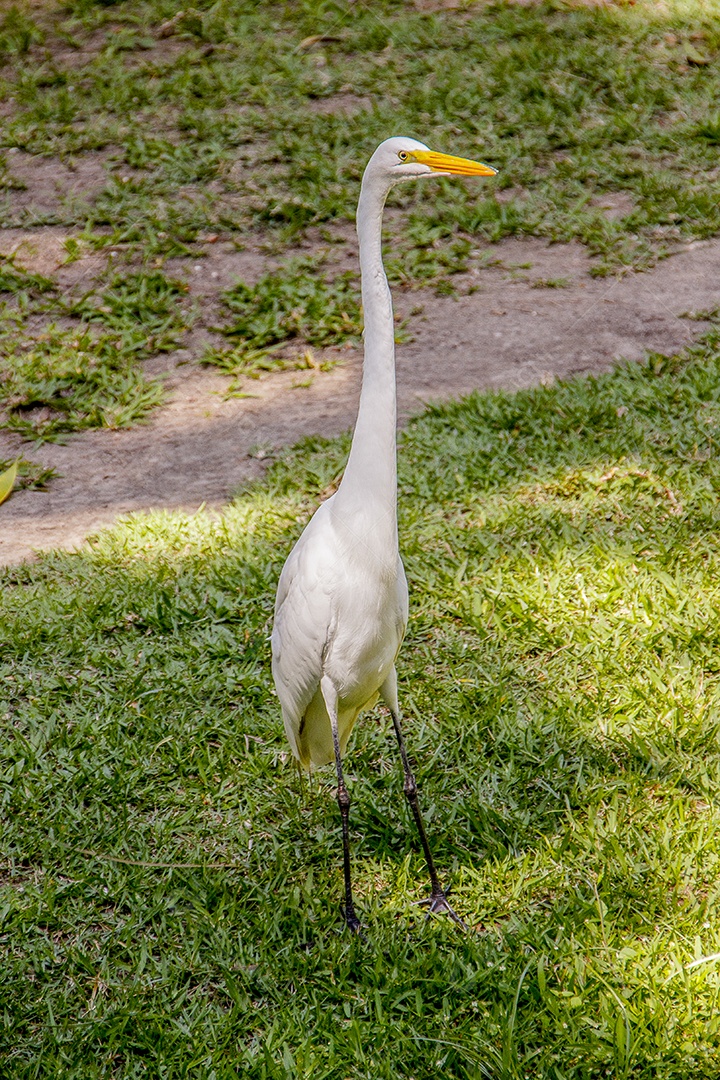Garça  ave brasileiras ao ar livre