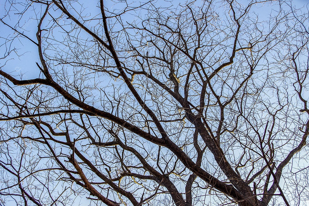 galhos de árvores secas no outono