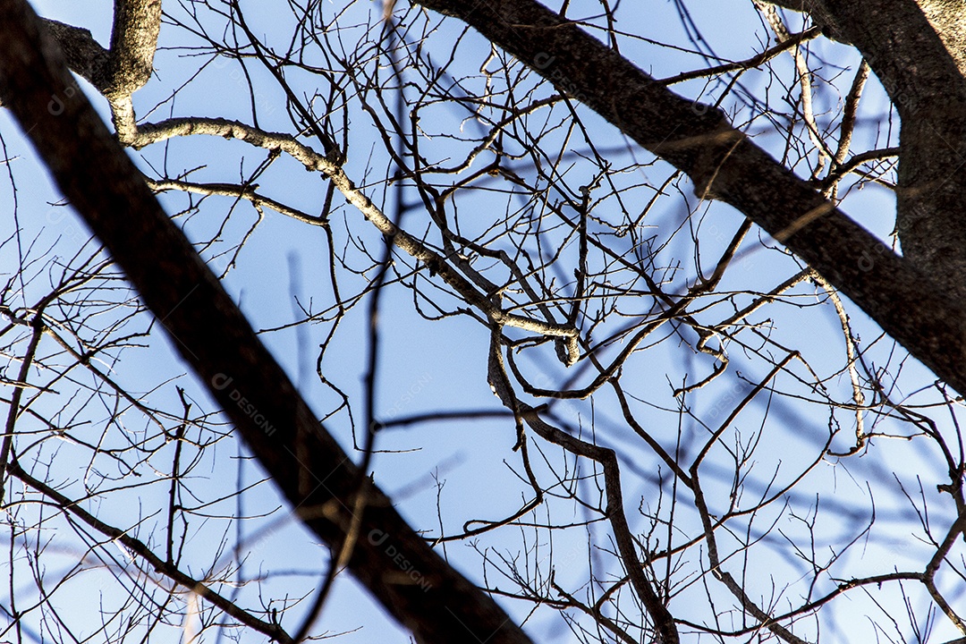 galhos de árvores secas no outono