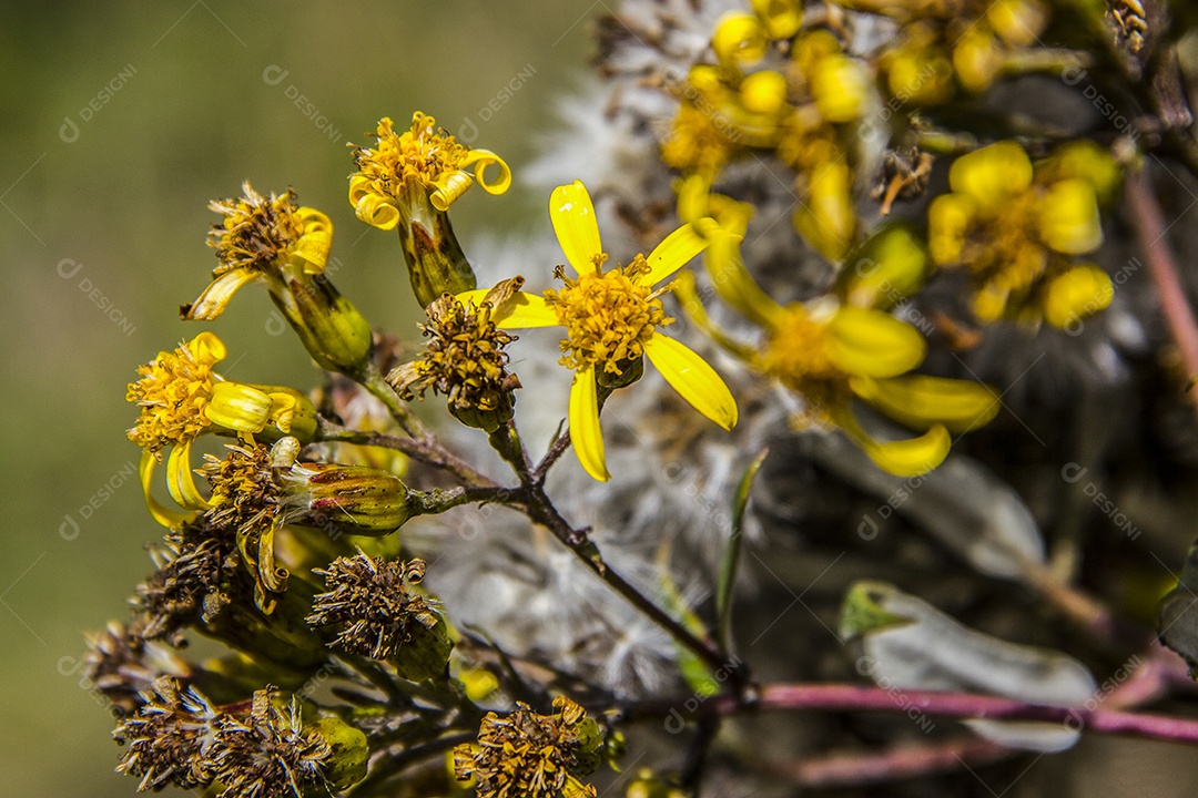 flores da altitude brasileira