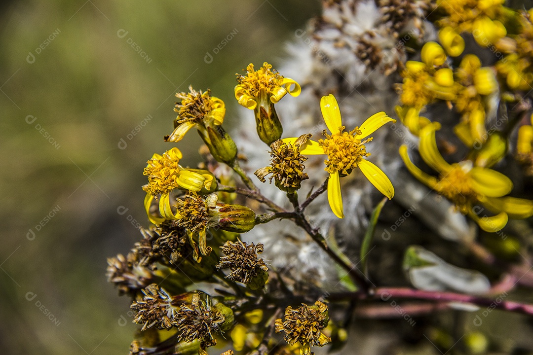 flores da altitude brasileira