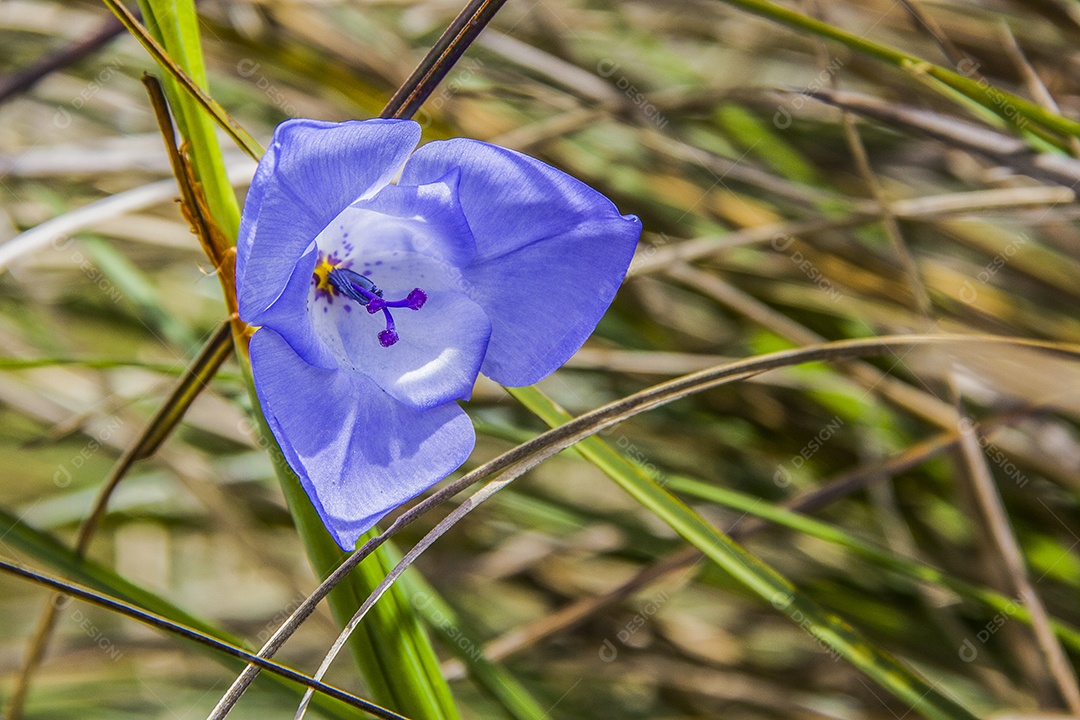 flores da altitude brasileira