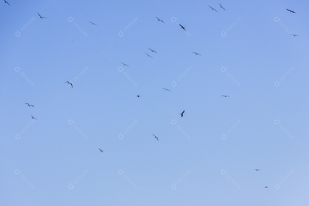 Aves brasileiras ao ar livre