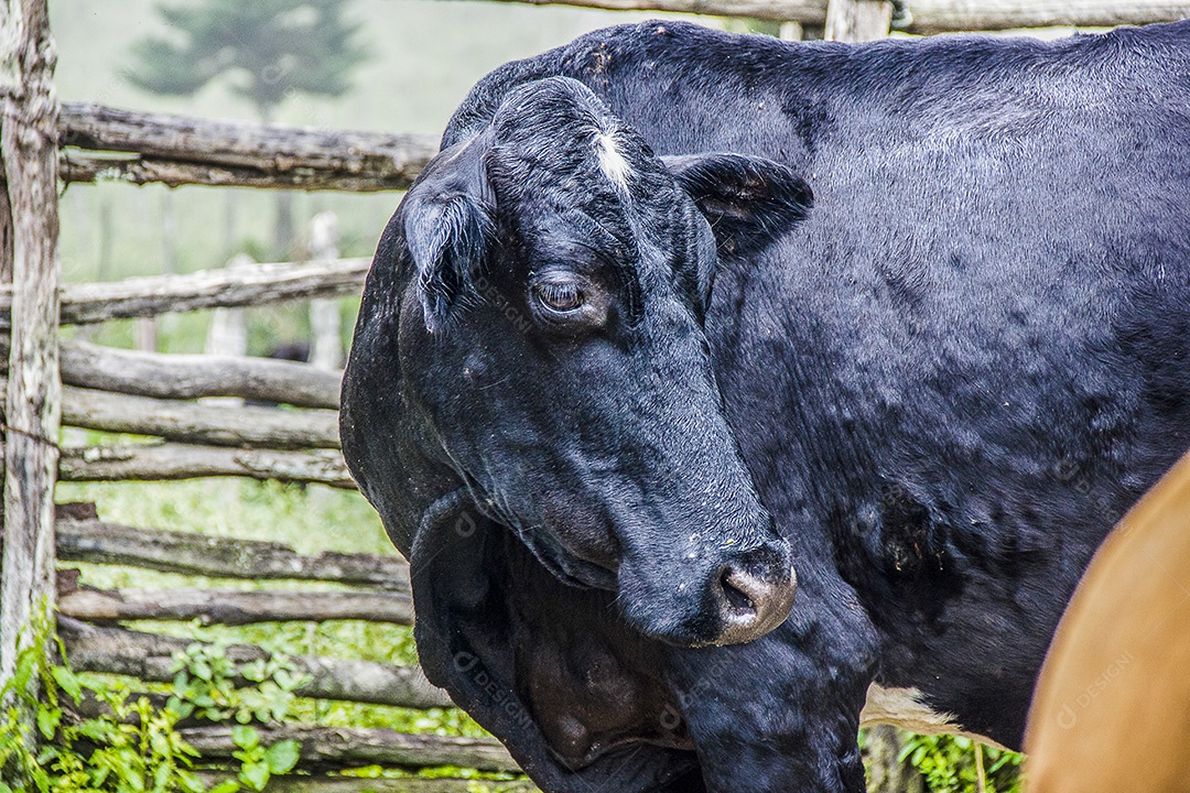 Vaca preta no curral brasileiro