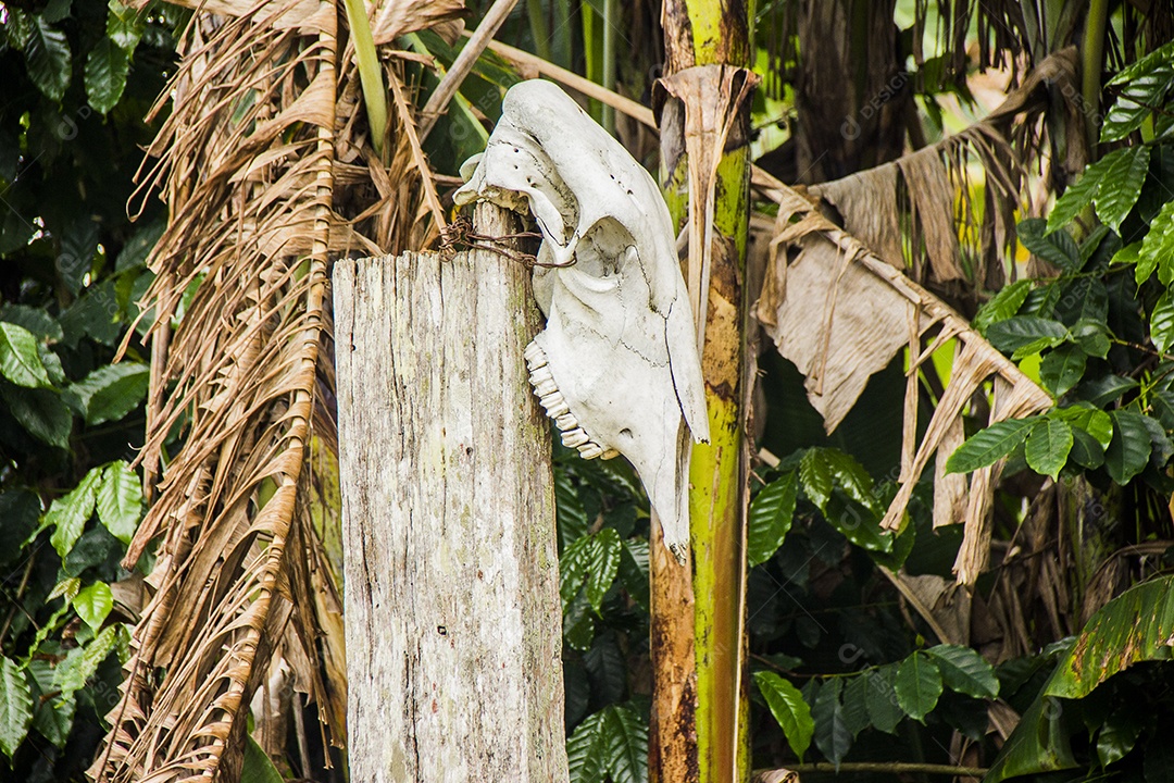 cabeça de boi pendurada
