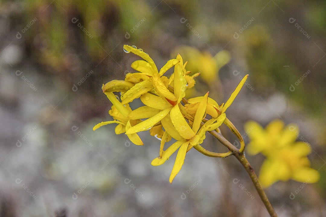 flores da altitude brasileira