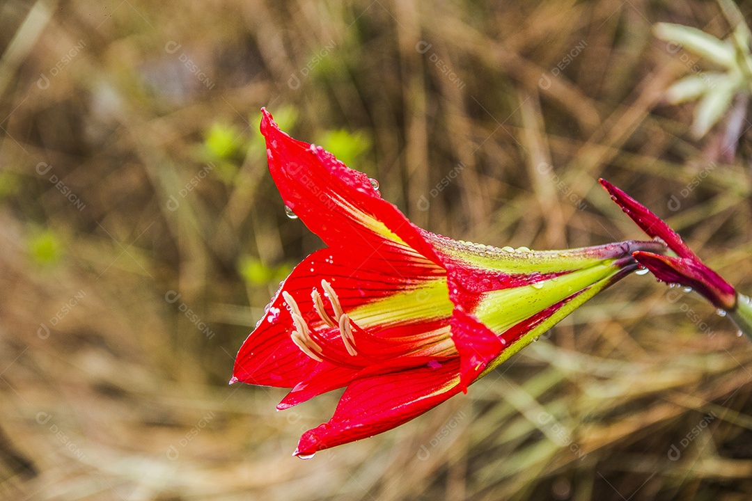 flores da altitude brasileira