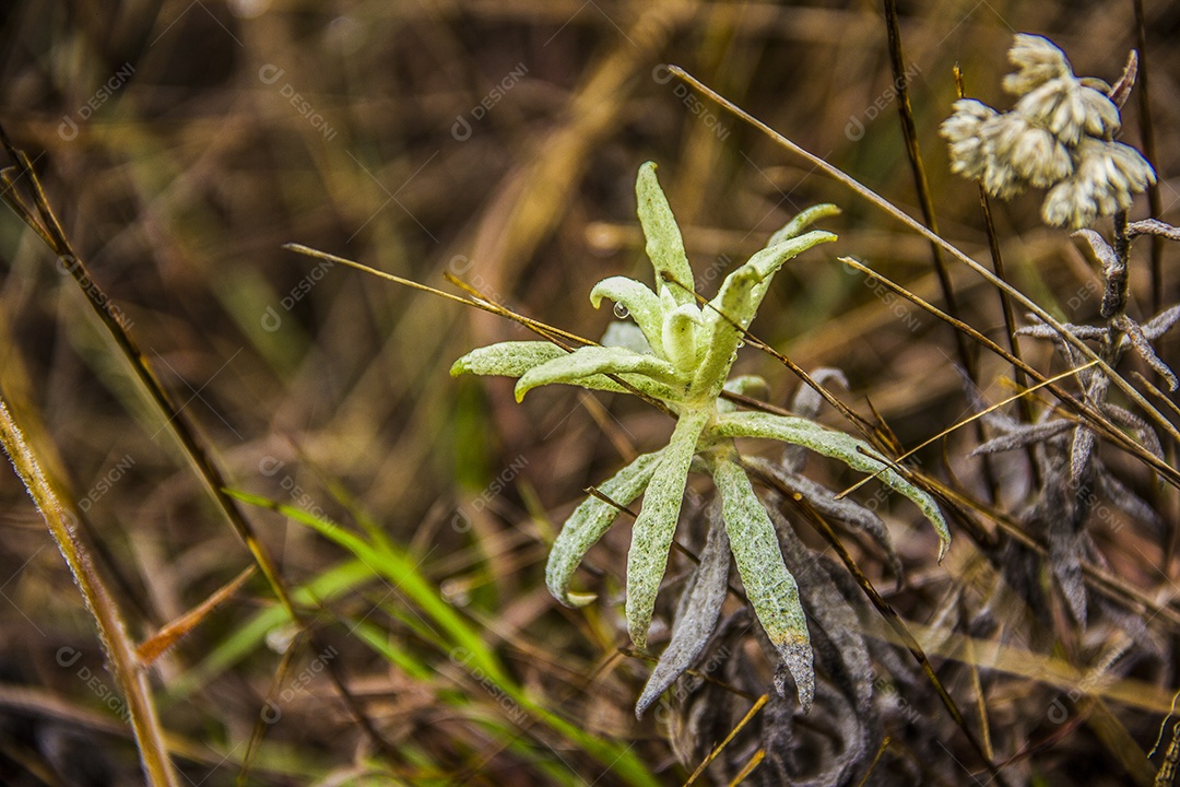 flores da altitude brasileira