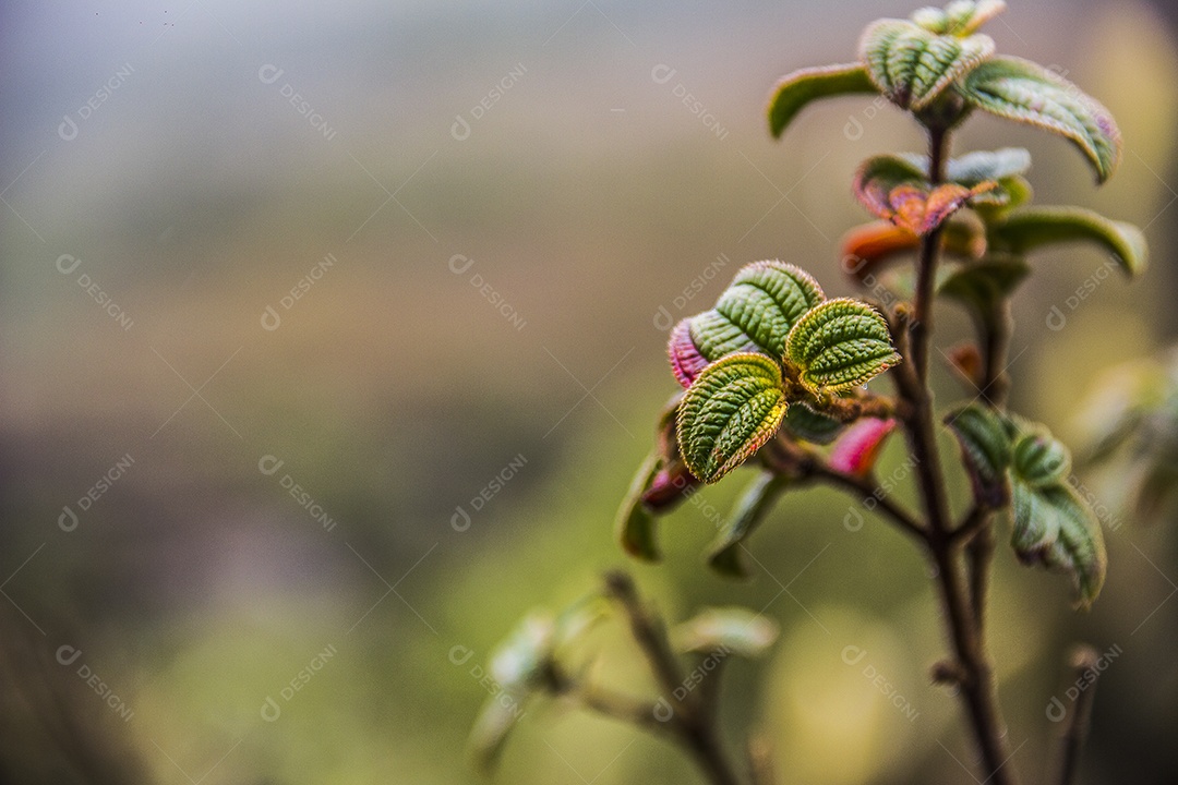 flores da altitude brasileira
