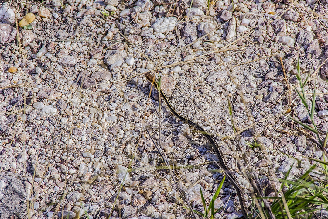 cobras ao ar livre brasileiras