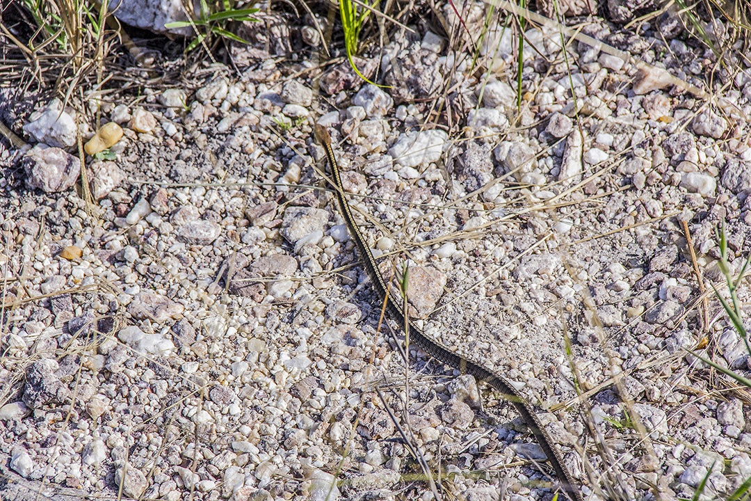 cobras ao ar livre brasileiras