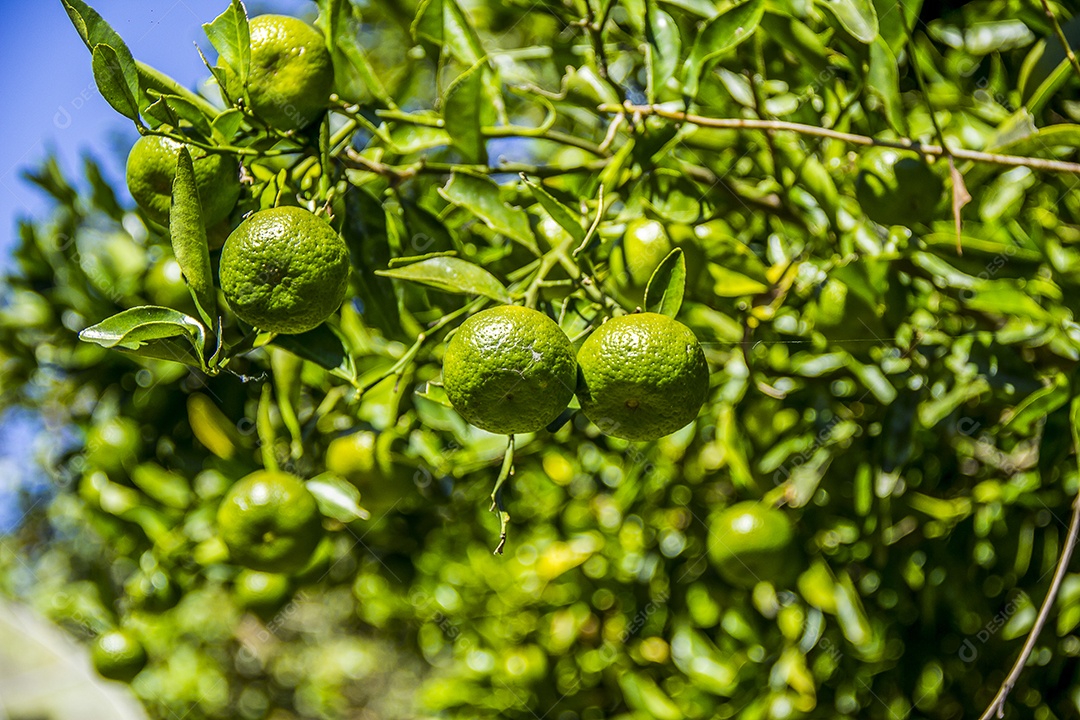 Tangerina de pônei verde brasileiro