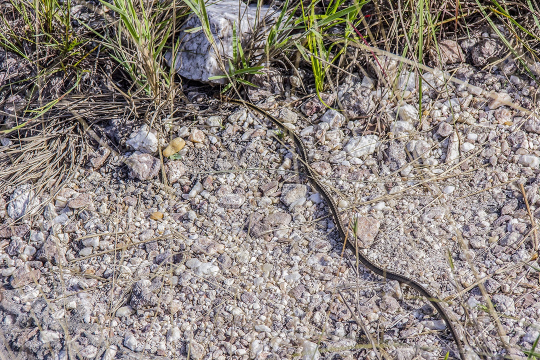 cobra ao ar livre brasileiras