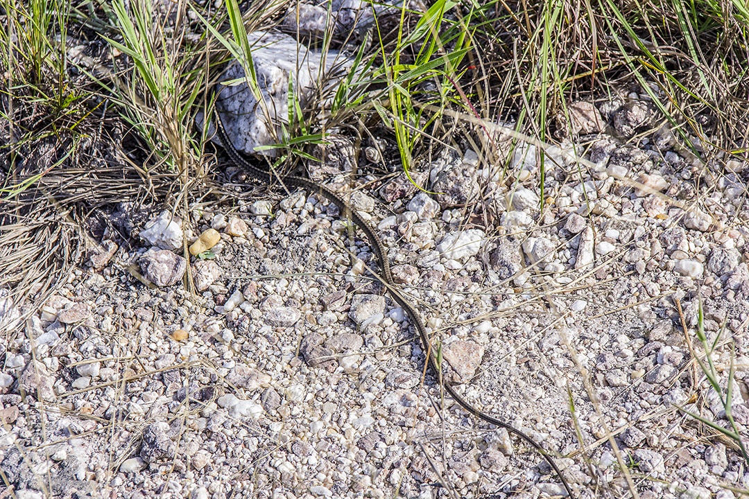cobra ao ar livre brasileiras