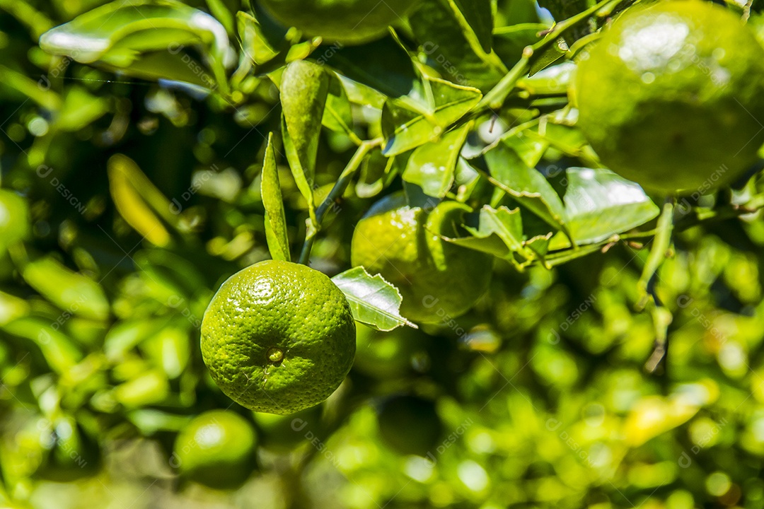 Tangerina de pônei verde brasileiro