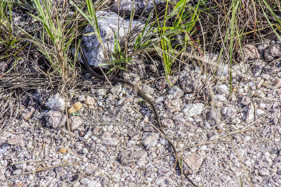 cobra ao ar livre brasileiras