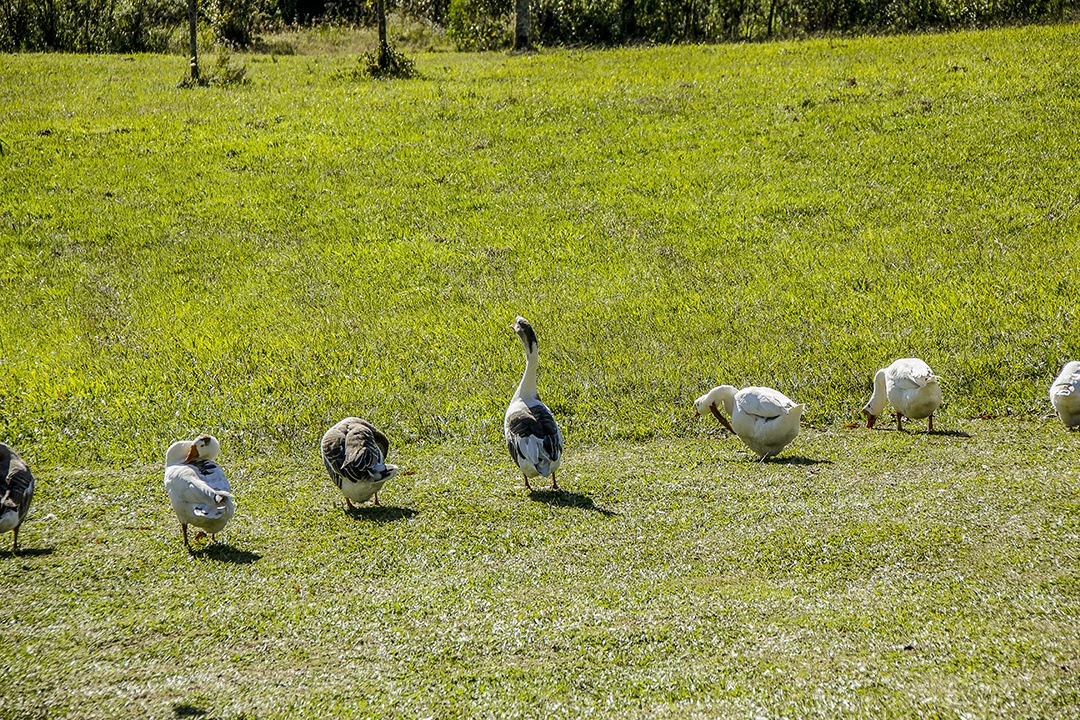 aves brasileiras ao ar livre