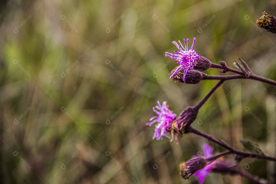flores da altitude brasileira